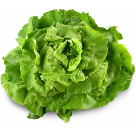 Salade Laitue verte